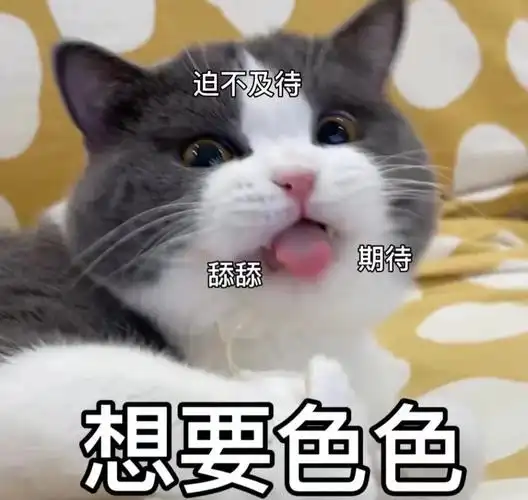 我要涩涩猫咪涩涩沙雕gif动图_动态图_表情包下载_soogif