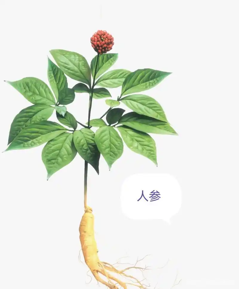 中药古今研究:人参叶