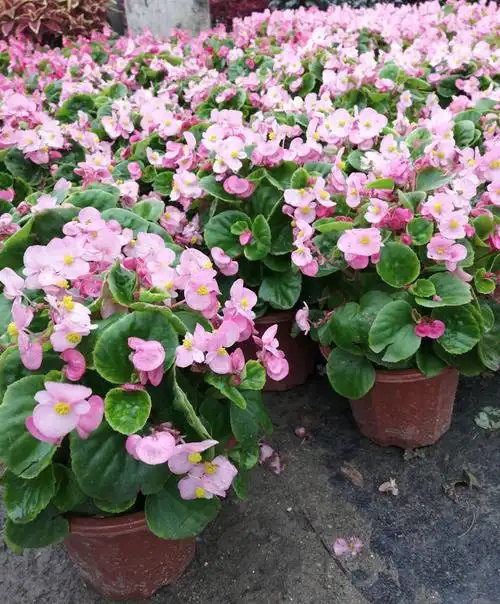 四季海棠花红叶红花 带盆栽好【图片 价格 品牌 报价】-京东