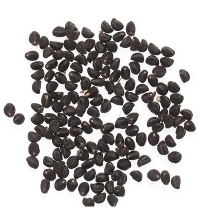 牵牛花种子价格|山东牵牛花种子|156