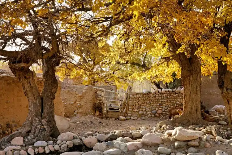 天山脚下 古朴村落 口子村