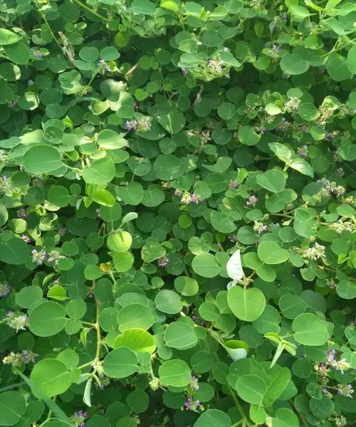 野生金钱草图片-广西野生金钱草图片