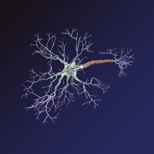 神经元3d模型
