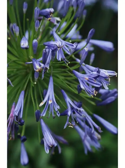 959595爱情降临百子莲的花语含义是爱情降临,它又名为蓝百合