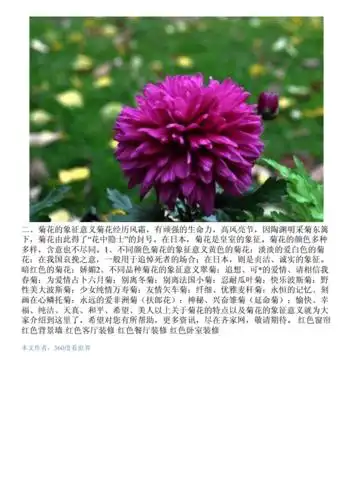 菊花的寓意和象征意义(菊花的寓意象征意义诗句)