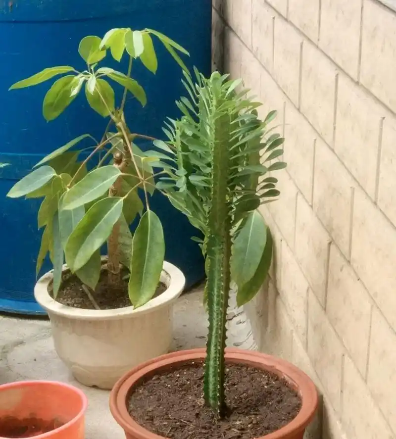 龙骨长得太高又倒伏怎么办?只需动个小手术,枝多爆盆造型美