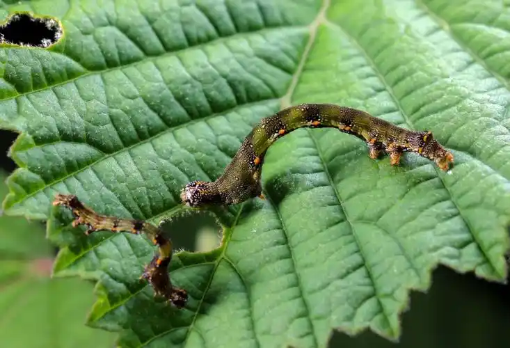 会动的小山果(尺蛾幼虫)