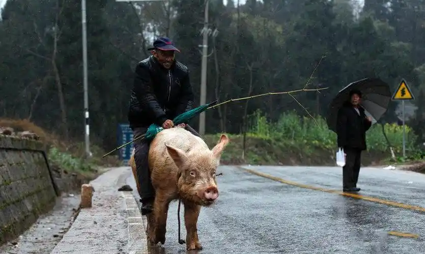 老汉把猪当车开,网友称:老汉又开车上路了,被交警抓到可怎么办