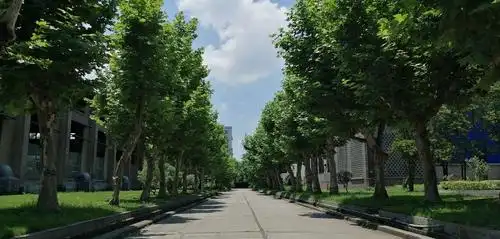 赞厂区梧桐树 文德清   2020年冬日 公司行道树, 梧桐引凤凰; 客户有