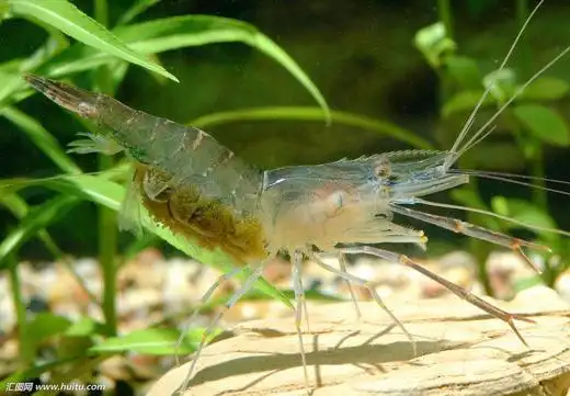 人民店 活虾500g约20个左右