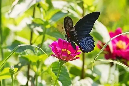 恭祝万事如意,安久福长 !