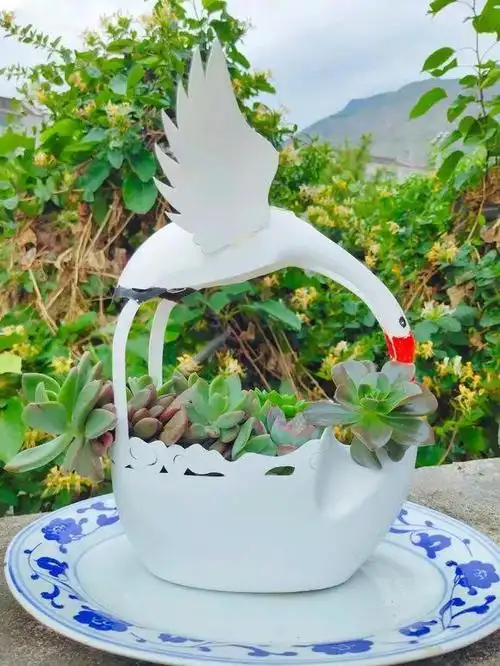 洗衣液瓶做花盆