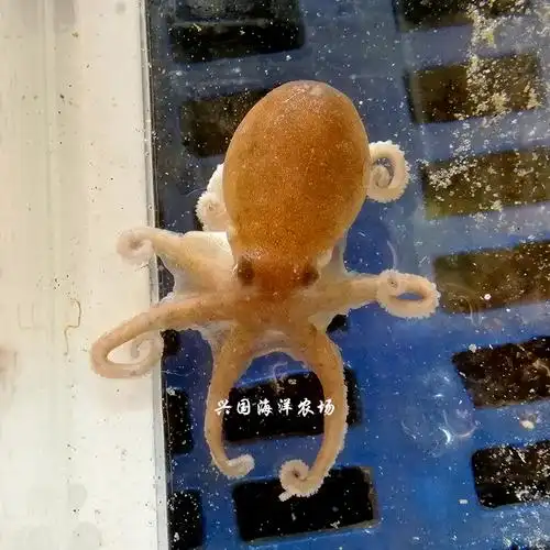 活章鱼 八爪鱼 海水观赏鱼活体章鱼乌贼鱿鱼墨鱼保罗宠物快递包活