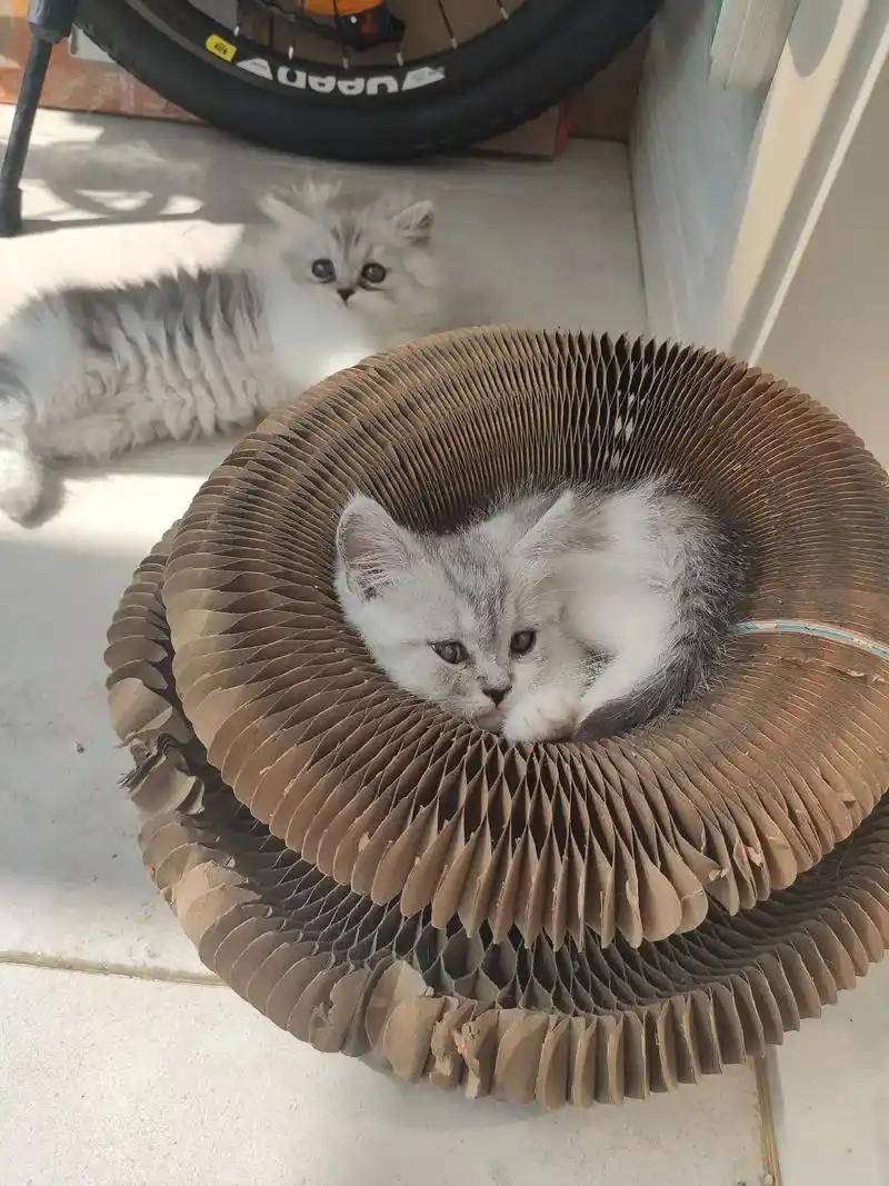 金吉拉和加菲混血儿一只免费送.