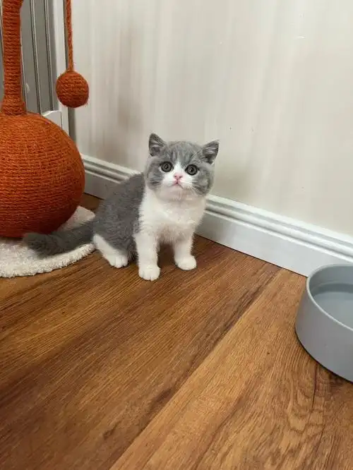 蓝白英短弟弟saipan