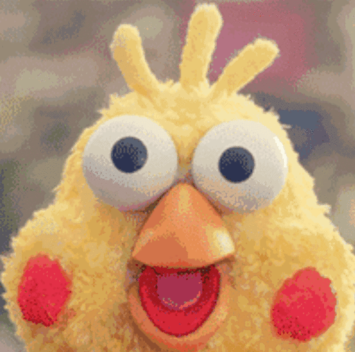 新晋网红鹦鹉兄弟今年春节最火的表情包就是他们啦