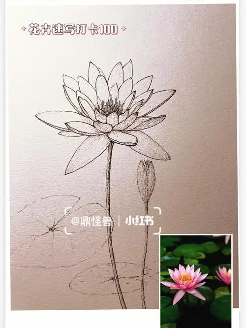 小花卉速写打卡100100睡莲