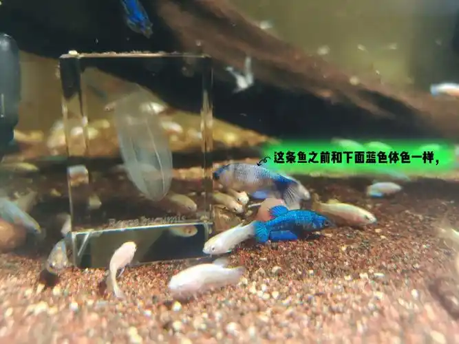 记录泰国斗鱼洗色过程持续更新1