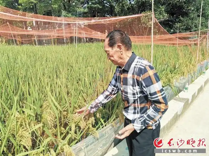 从北京回到长沙家中不到12个小时,袁隆平院士又下田了