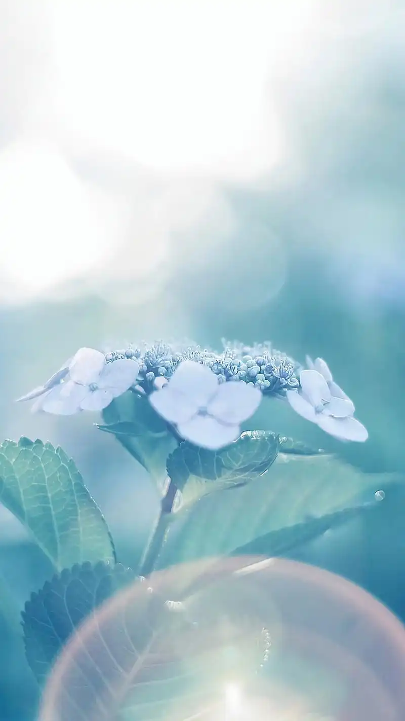 清新唯美花卉摄影图片手机壁纸