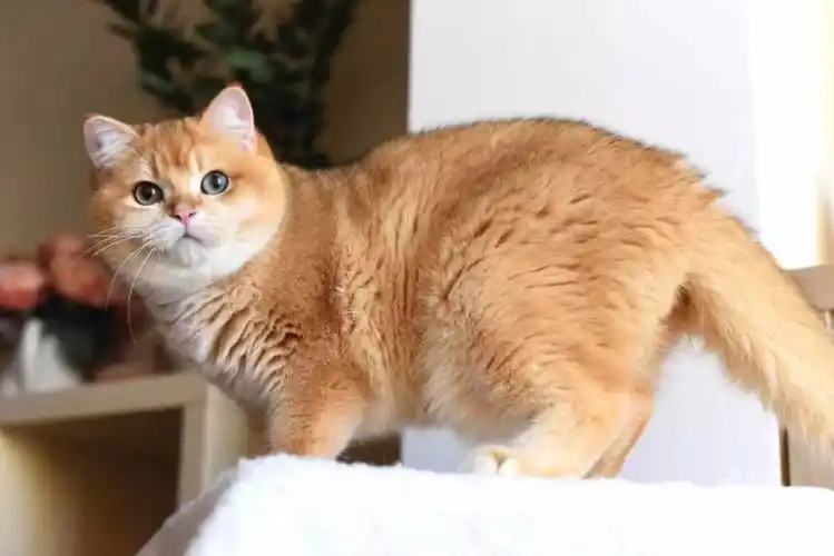 金吉拉多少价格【图】 - 西双版纳勐腊猫猫 - 勐腊百姓网