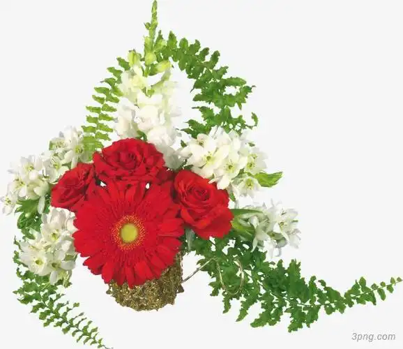 玫瑰鲜花png素材透明免抠图片-动植人物