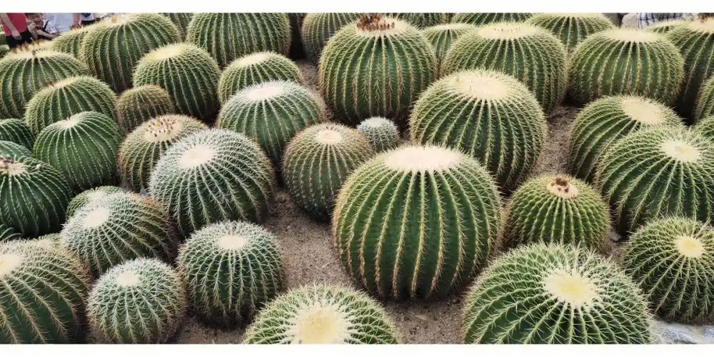 我也是没有见过这么大的仙人球儿