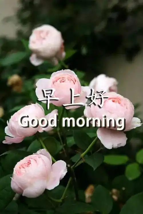 情侣早安情话问候语情侣每日早安情话