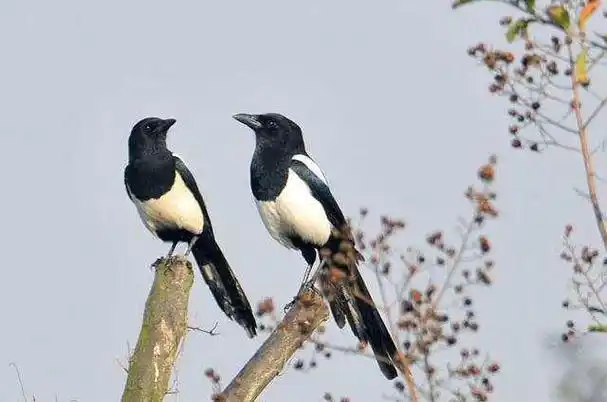 晨读| 喜鹊叫醒了春天|喜鹊_新浪新闻