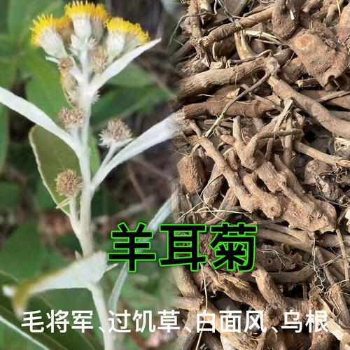 闽南过饥草根 羊耳菊 白面风根 乌根 白毛将军根中草药煲汤食材