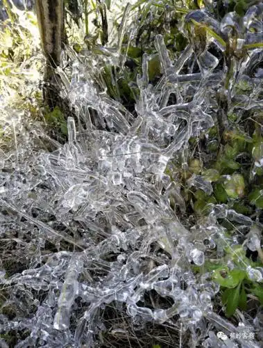 梅州一池塘一夜结冰!