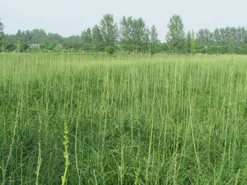 知母贵吗?它是怎样加工的呢?