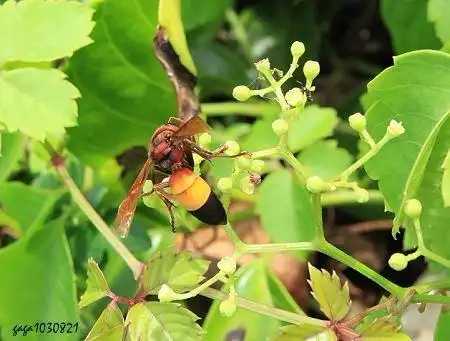 (胡蜂科)体长25-30mm,体长型,胸背板黑色,侧肩褐色,腹部前半鲜黄色,后