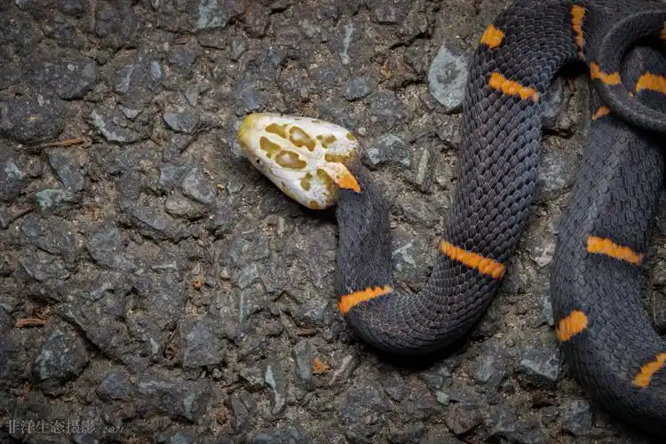 白头蝰蛇_生态_poco摄影