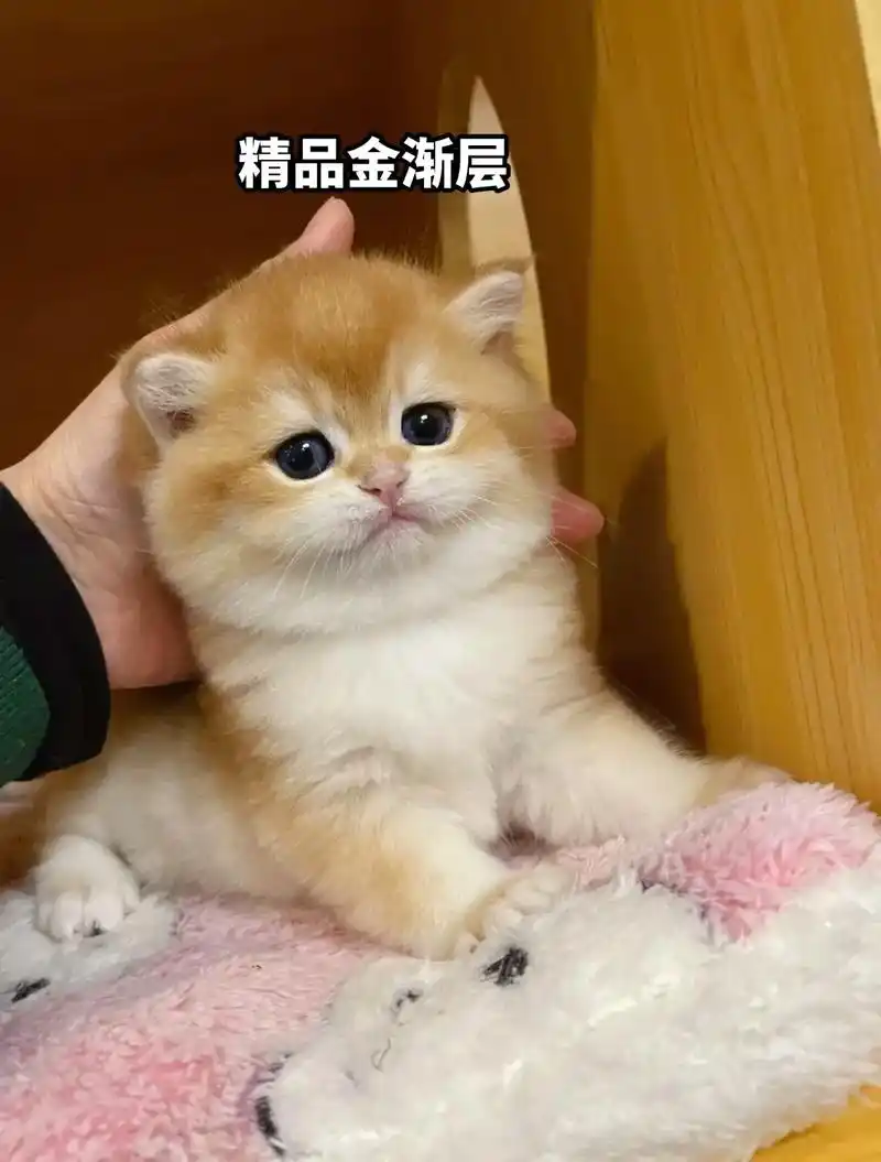 金渐层幼猫11色12色