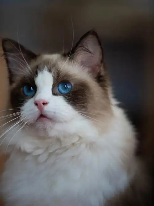 布偶猫眼睛里真的有星辰大海78