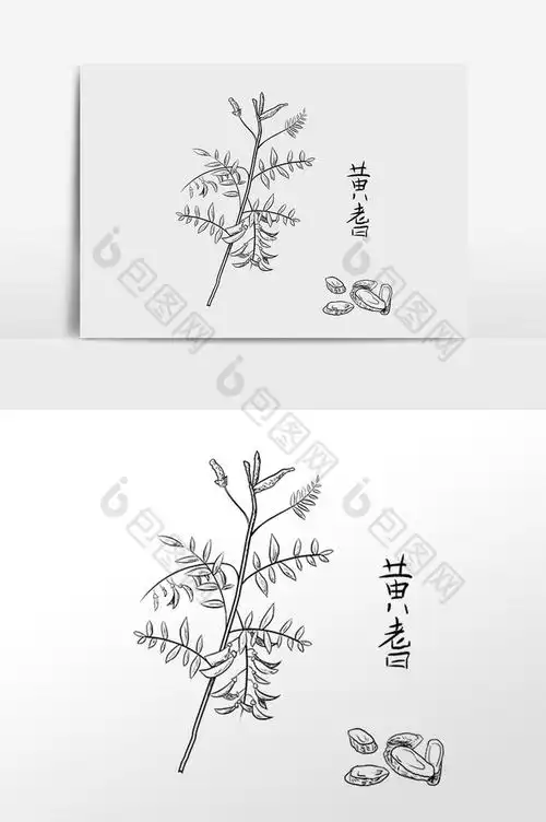 手绘线描中药药材养生黄耆插画