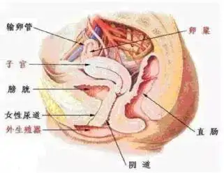 老年女性患者导尿困难,无非这两个原因|会阴|插管|尿道口_网易订阅