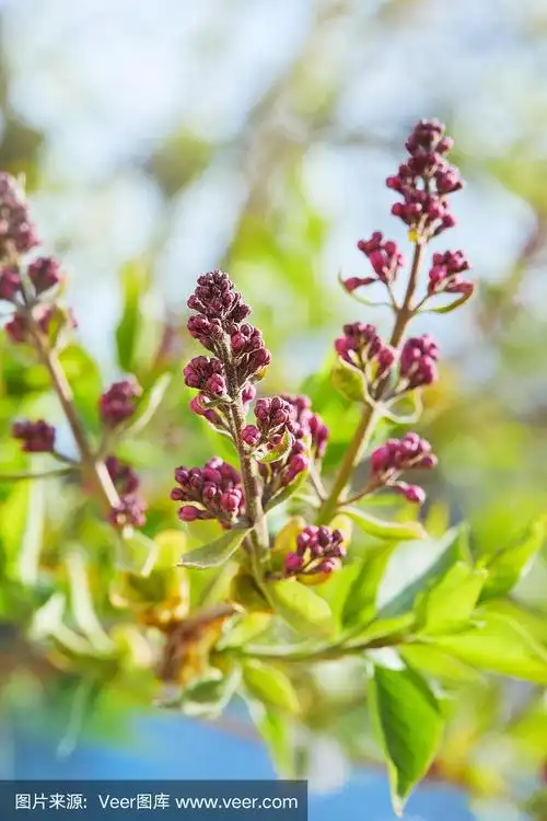 紫丁香在春天的第一批叶和芽.