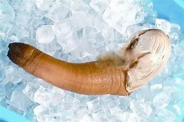 象拔蚌是什么东西为什么象拔蚌长得那么像男生的