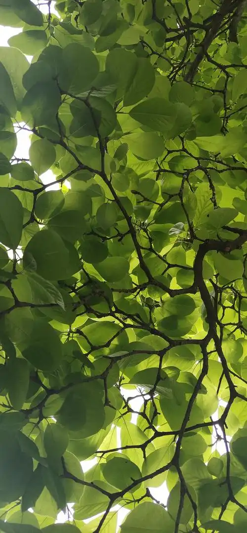 分享春天的白玉兰叶