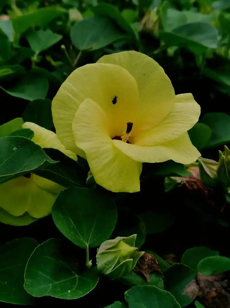 静的表黄槿木槿属黄槿花图片锦葵科黄槿花黄槿属性黄槿叶子图片喜光