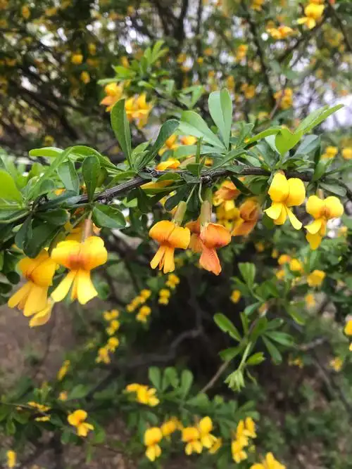 浣溪沙锦鸡儿花