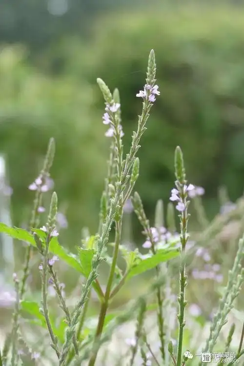 马鞭草,马鞭草科,马鞭草属多年生直立草本植物.