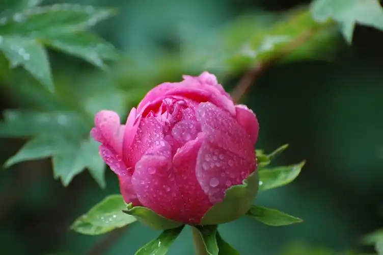 【党校牡丹摄影图片】风光摄影_自然一派_太平洋电脑网摄影部落