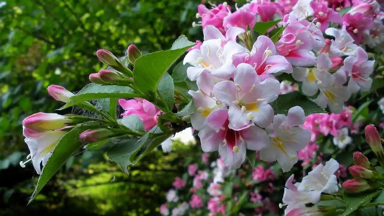野生木本植物-锦带花简介