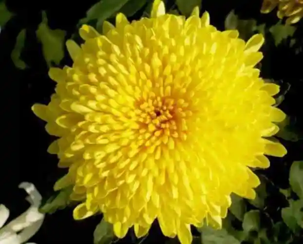 全国160座城市市花大全(全国56个市的市花太美了)