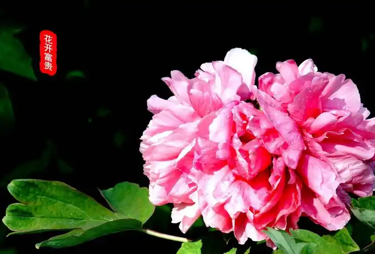 最美人间牡丹花