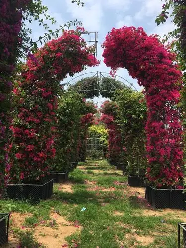 三角梅拱门造型三角梅