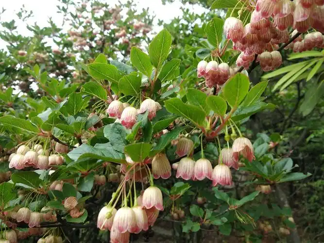 漫山的灯笼树挂满成千上万的小灯笼,夜晚不知能否照亮,清幽的山谷.